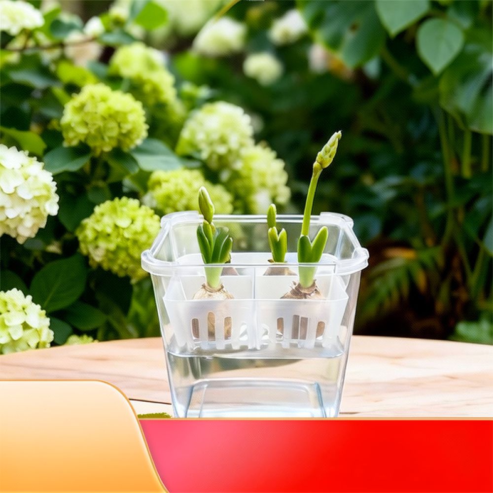 Vase hydroponique pour tulipes - Plant Pot avis et prix