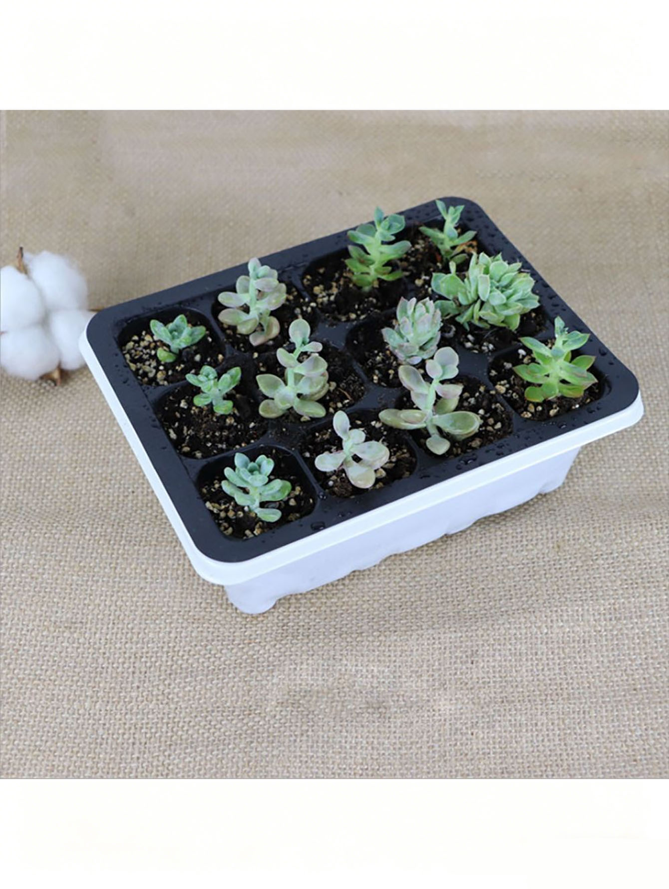 Plateau à semis 6/12 trous, en - Seed Starter Tray avis et prix